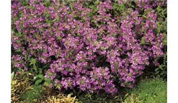 Thymian
