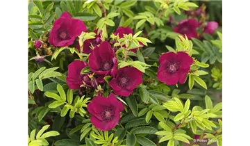 Rosa (Kleinstrauchrose) 'Strandperle® Norderney'
