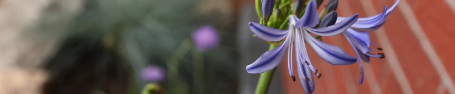 Schmucklilie - Einpflanzen in den Garten (thumbnail) Schmucklilie - Einpflanzen in den Garten (thumbnail)