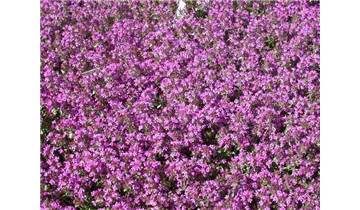 Feldthymian