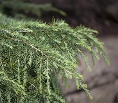 Cedrus deodara 'Feelin' Blue'