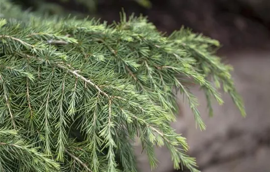 Cedrus deodara 'Feelin' Blue'