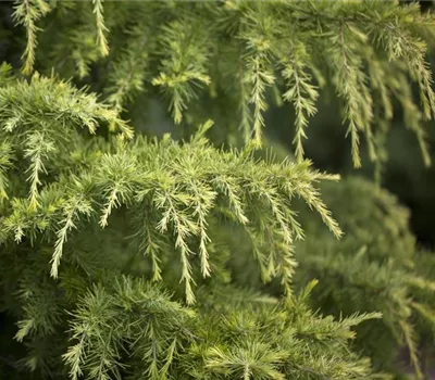 Cedrus deodara 'Golden Horizon'
