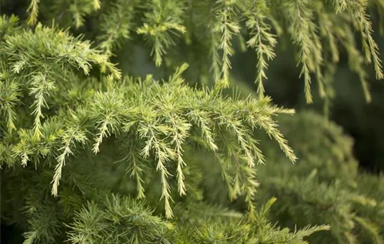 Cedrus deodara 'Golden Horizon'
