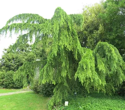 Cedrus deodara 'Pendula'