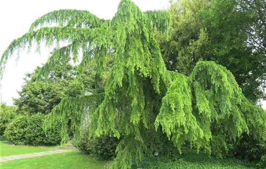 Cedrus deodara 'Pendula'