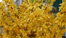 Forsythie