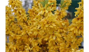 Forsythie
