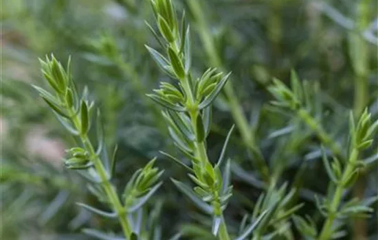 Juniperus communis 'Arnold'