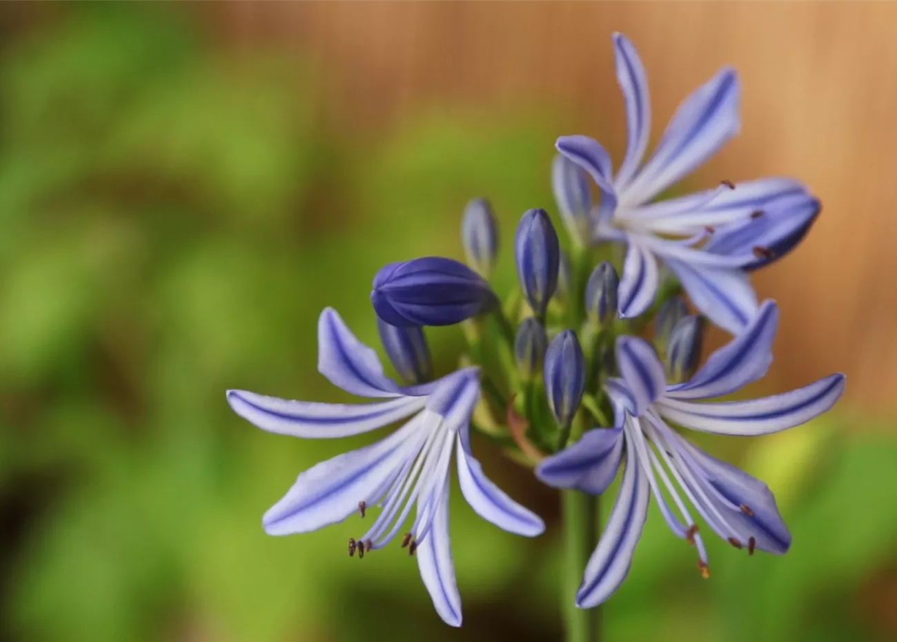 Afrikanische Schmucklilie - Einpflanzen in ein Gefäss