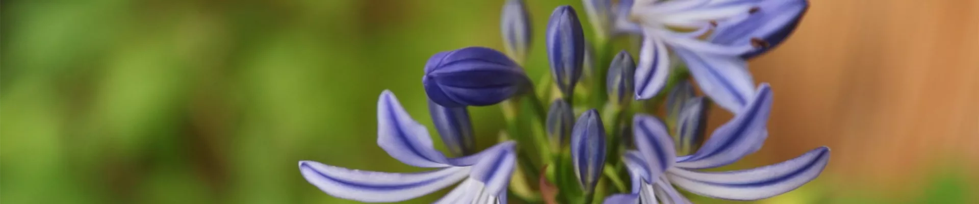 Afrikanische Schmucklilie - Einpflanzen in ein Gefäss (Thumbnail)