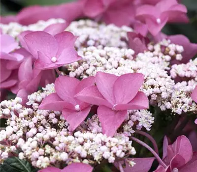 Hydrangea macrophylla Teller, rosa