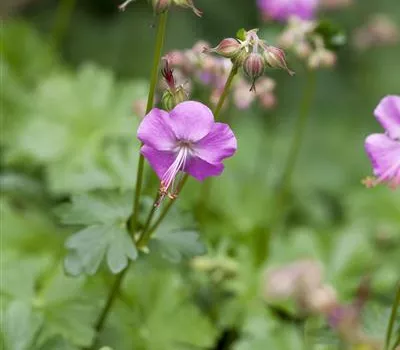 Geranium cantabrigiense (x) 'Berggarten'