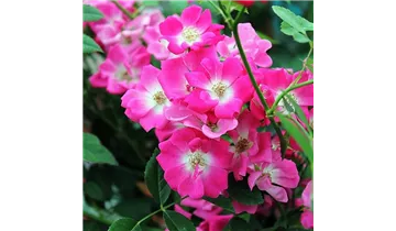 Rosa (Kletterrose) 'Libertas'®