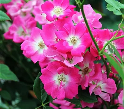 Rosa (Kletterrose) 'Libertas'® Rosa (Kletterrose) 'Libertas'®