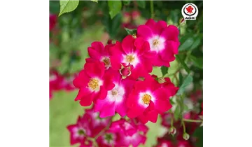 Rosa (Kletterrose) 'Libertas'®