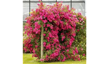 Rosa (Kletterrose) 'Libertas'®