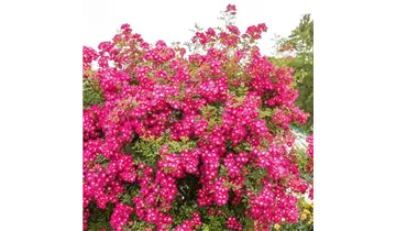 Rosa (Kletterrose) 'Libertas'®