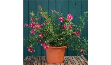 Rosa (Kletterrose) 'Libertas'®