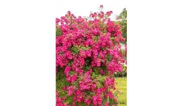 Rosa (Kletterrose) 'Libertas'®