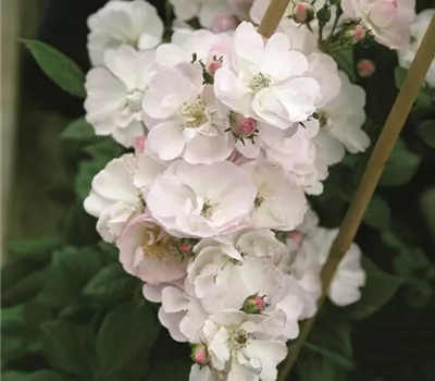 Rosa (Kletterrose) 'Perennial Blush'®