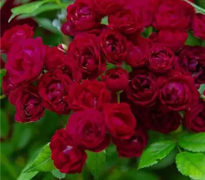 Rosa (Kletterrose) 'Perennial Domino'®