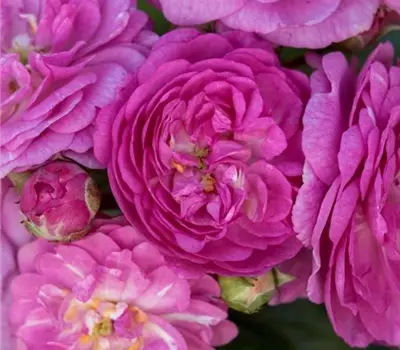Rosa (Kletterrose) 'Perennial Rosali'®