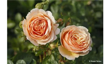 Rosa (Teehybride) 'Tropicana®'