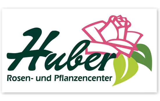 Rheum (Rhabarber) 'Frambozen Rood'
