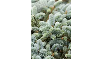 Stechfichte, Blaufichte