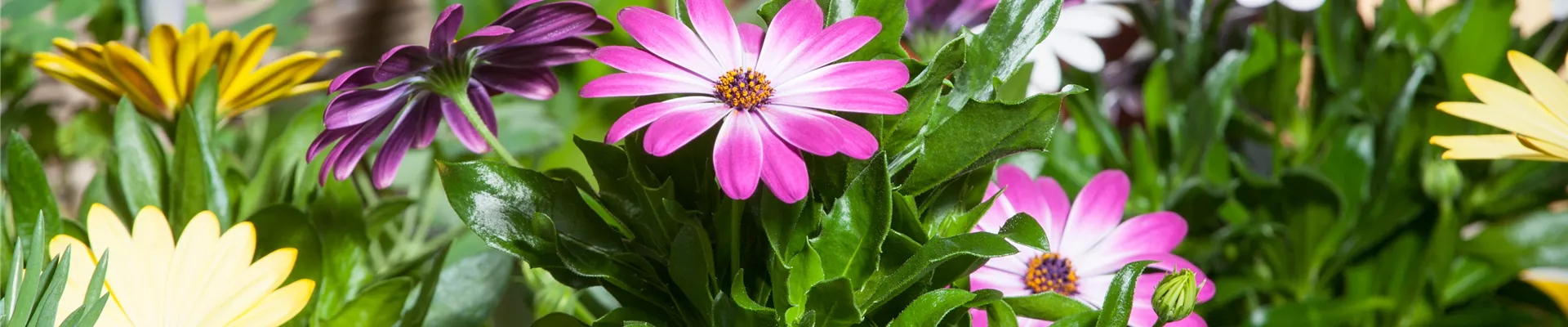 Osteospermum
