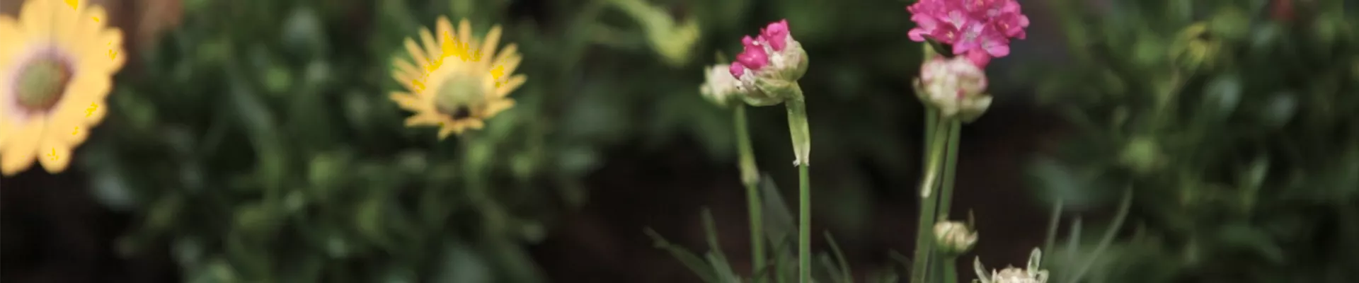Strandgrasnelke - Einpflanzen im Garten (Thumbnail)