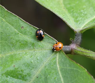 Adalia Aufzucht-Set für Marienkäfer