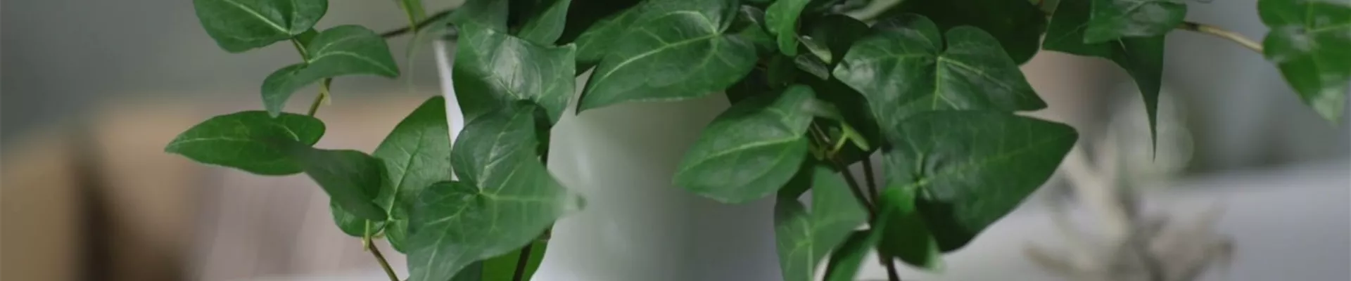 Zimmerpflanzenportrait - Efeu (Thumbnail) Zimmerpflanzenportrait - Efeu (Thumbnail)