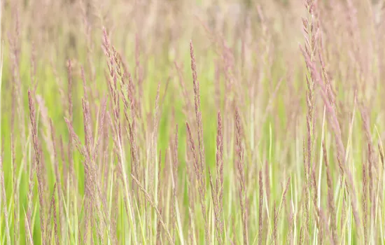 Calamagrostis acutiflora (x) 'Overdam'