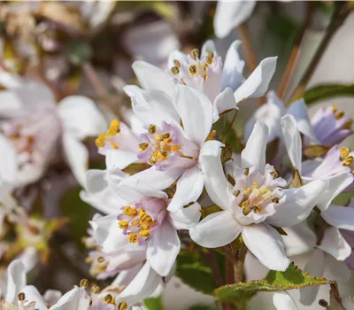 Deutzia purpurascens 'Kalmiiflora'