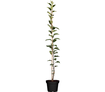 Malus (Apfel) 'Apistar'®