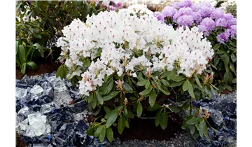 Rhododendron