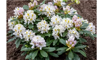 Rhododendron
