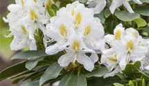 Rhododendron