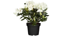 Rhododendron