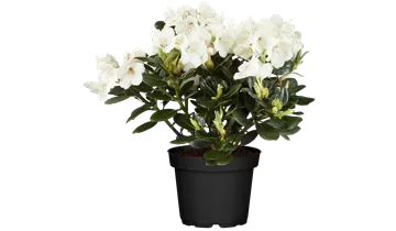 Rhododendron