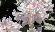 Rhododendron