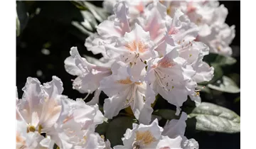 Rhododendron