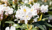 Rhododendron