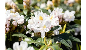 Rhododendron