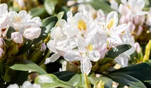 Rhododendron