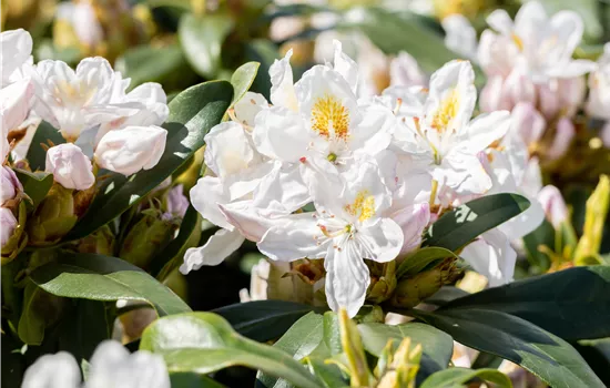 Rhododendron 'Madame Masson'