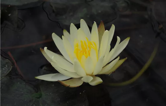 Nymphaea 'Joey Tomocik'