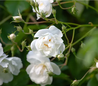 Rosa (Kletterrose) 'Bobby James'